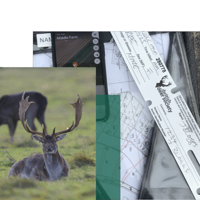 Deer management certificate - header (1)