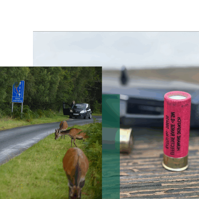 Humane Animal Dispatch Award - header (1)
