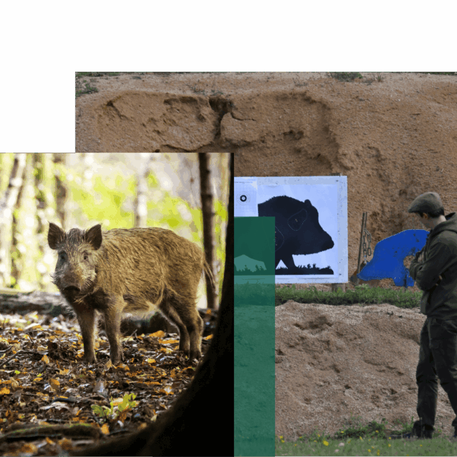 Wild Boar – header (1) Wild Boar - header (1)