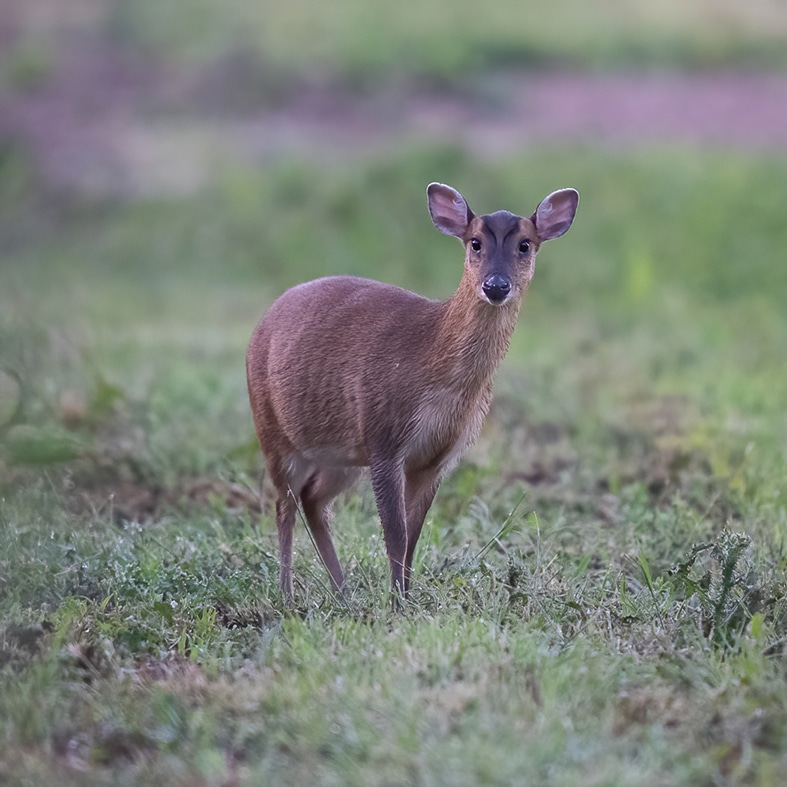 muntjac-doe-787x787